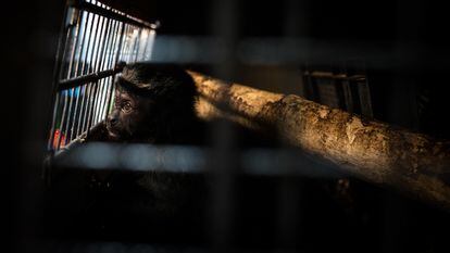 Un mono capuchino decomisado, miraba por una de las rejas, en Bogotá, a 12 de marzo de 2019.