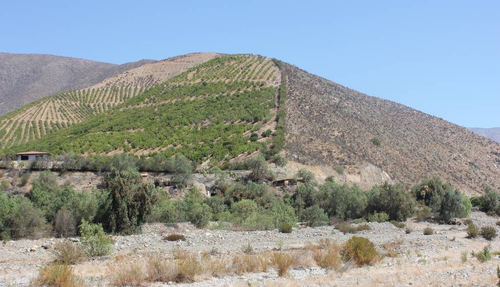 Las plantaciones de aguacate dedicadas a la exportación ocupan los cerros de Petorca y han secado el llano de la cuenca del río. 