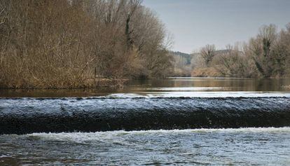 El río Ter en su paso por Colomers (Baix Empordà).