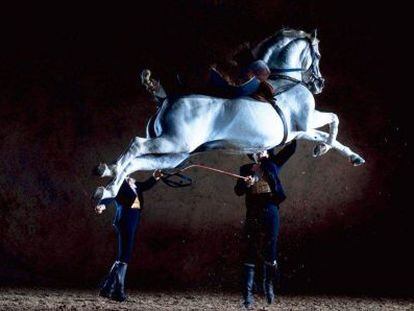 Un caballo de la Real Escuela Andaluza de Arte Ecuestre.