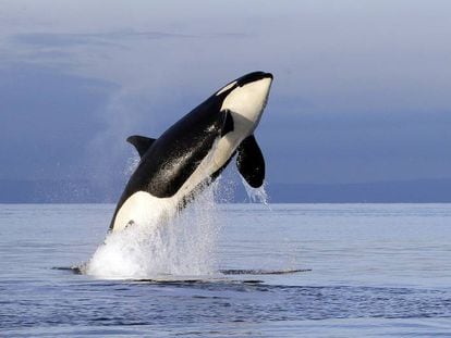 Una orca en estado salvaje en Puget Sound, cerca de Seattle.