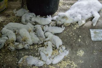 Conejos tirados en el suelo en una granja de Le&oacute;n.