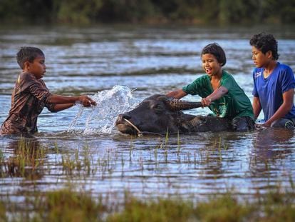 Unos niños juegan en el agua mientras limpian a un búfalo en un río en Kampung Dusun, Malasia.