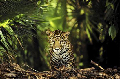 <a href="https://www.travelbelize.org/ " target="_blank"> Belice</a>, en la península de Yucatán (donde está la segunda mayor barrera de coral de la Tierra), conserva un apasionante patrimonio maya y muchas posibilidades para la observación de fauna, desde aves hasta jaguares. Poco a poco, se ha convertido en una alternativa para los amantes del turismo ecológico y de aventura. Una de sus bazas es la cultura de la protección del entorno natural, pero también las facilidades para involucrarse con la población local (como los garífunas del sur de Belice) para conocer su cultura y echar una mano. La mayoría de los hoteles son pequeños alojamientos de propiedad familiar, muchos de ellos situados a pie de playa en los cayos y con terrazas donde comer y que también organizan salidas en barco para bucear con tubo o escafandra en los arrecifes coralinos o lugares como el <i>Great Blue Hole</i>, un profundo cenote submarino.