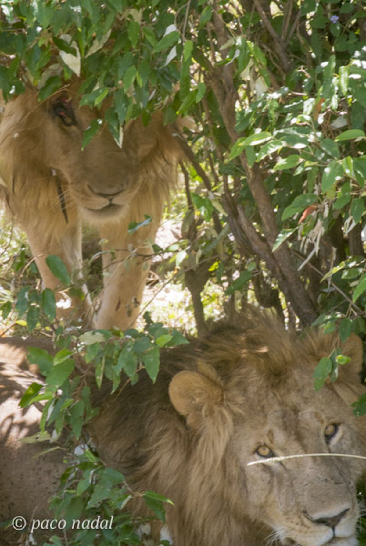 Historias de leones y turistas en el Masai Mara | El blog de viajes de Paco  Nadal | EL PAÍS