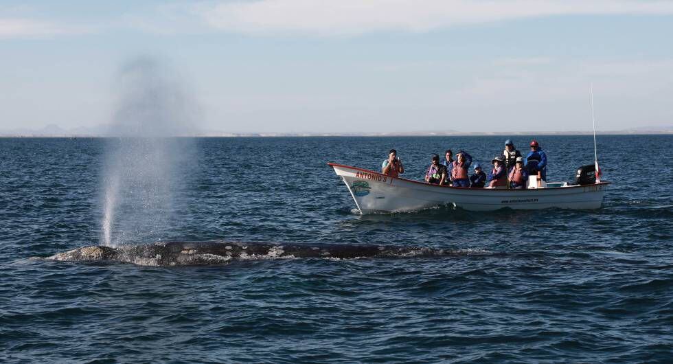 Una ballena gris cerca de la lancha en la laguna de San Ignacio.