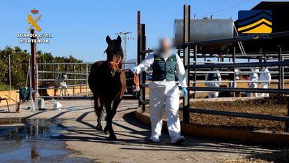 Uno de los caballos rescatados en la operación contra una organización criminal que introducía en el mercado carne equina no apta para el consumo humano.