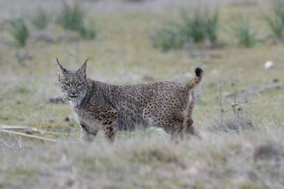 Un lince liberado en la zona de las Guarrizas, Jaén.