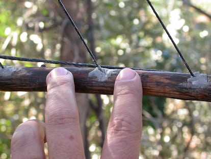 Varillas con pegamento de un parany.