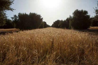 The company already brews its beers with 78% ingredients from certified sustainable crops (such as the barley in the image), and the ambition is to reach 100% by 2025, a decisive year.