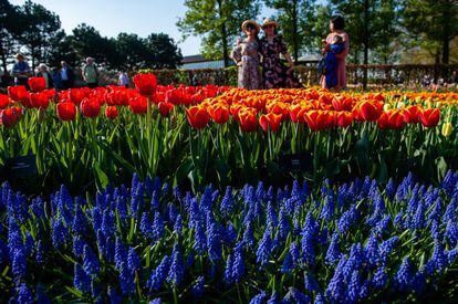 <a href="https://keukenhof.nl/en/" target="_blank">El parque de Keukenhof,</a> en la localidad holandesa de Lisse (a 40 kilómetros al suroeste de Ámsterdam), vive sus días más espectaculares durante el mes de abril. Se pueden admirar —y oler— siete millones de tulipanes, narcisos y otros bulbos. Un inmenso jardín que este año inauguró su 69º exposición floral con la llegada de la primavera. En el pabellón Willem-Alexander se desplegaron 500 variedades de tulipanes y otros 50.000 formaron un mosaico. También se pudo ver el conjunto más grande hasta la fecha de rosas rojas y descubrir un jardín romántico. La historia de este parque primaveral se remonta al siglo XV, aunque no se abrió al público hasta 1950. Hoy atrae cada año a cientos de miles de visitantes que pagan 18 euros para entrar. Y la guía que ayuda a orientarse en sus 32 hectáreas se vende por 5 euros.