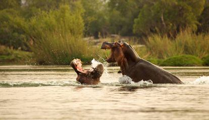 Dos hipopótamos en un río africano.