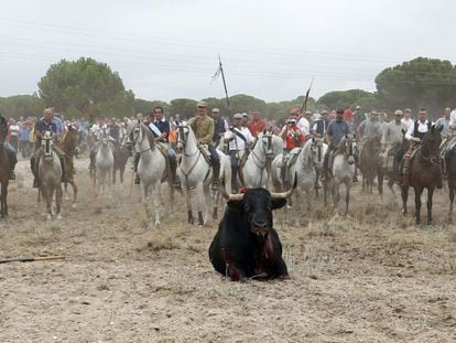 La festividad del Toro de la Vega, en Tordesillas (Valladolid), en 2014.