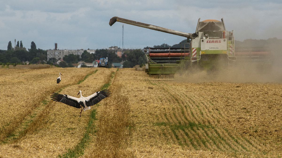 Guerre Ukraine-Russie : les dernières infos en direct |  Moscou affirme que l’accord pour l’exportation de céréales sera prolongé de 60 jours |  International