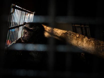 Un mono capuchino decomisado, miraba por una de las rejas, en Bogotá, a 12 de marzo de 2019.