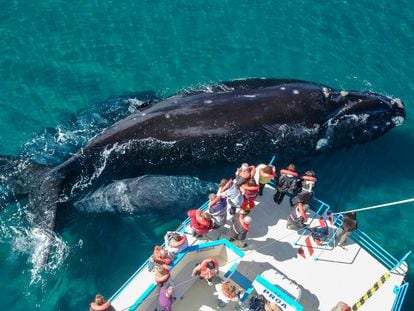 Turistas miran una ballena franca austral desde un barco durante un tour de avistamiento.