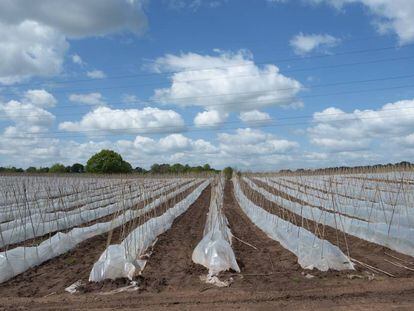 Plantación de judías en enormes explotaciones bajo plástico en Hartlebury, Inglaterra. 