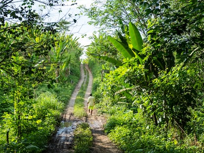 Uno de los ex empleados de la empresa Furukawa, que actualmente es parte de la resistencia, camina por las plantaciones de abacá para cosechar la fibra de esta planta.