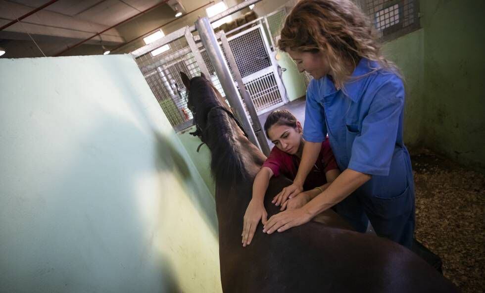 La veterinaria da un masaje a un caballo con la ayuda de una alumna.