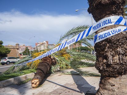 Una palmera caída en el paseo marítimo de Palma por el viento registrado este domingo en la capital balear.