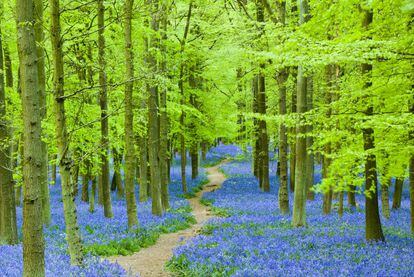 Ubicadas al norte de Londres, las zonas verdes del condado de Hertfordshire forman parte del llamado 'green belt' (cinturón verde) de la capital británica. Una escapada de domingo perfecta, especialmente en primavera, cuando el azul de los jacintos alfombra el suelo de sus bosques. Por ejemplo en Ringshall, en Ashridge Estate (visitherts.co.uk).