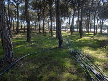 Mangueras entre árboles que llevan agua a un invernadero de Lucena del Puerto (Huelva).