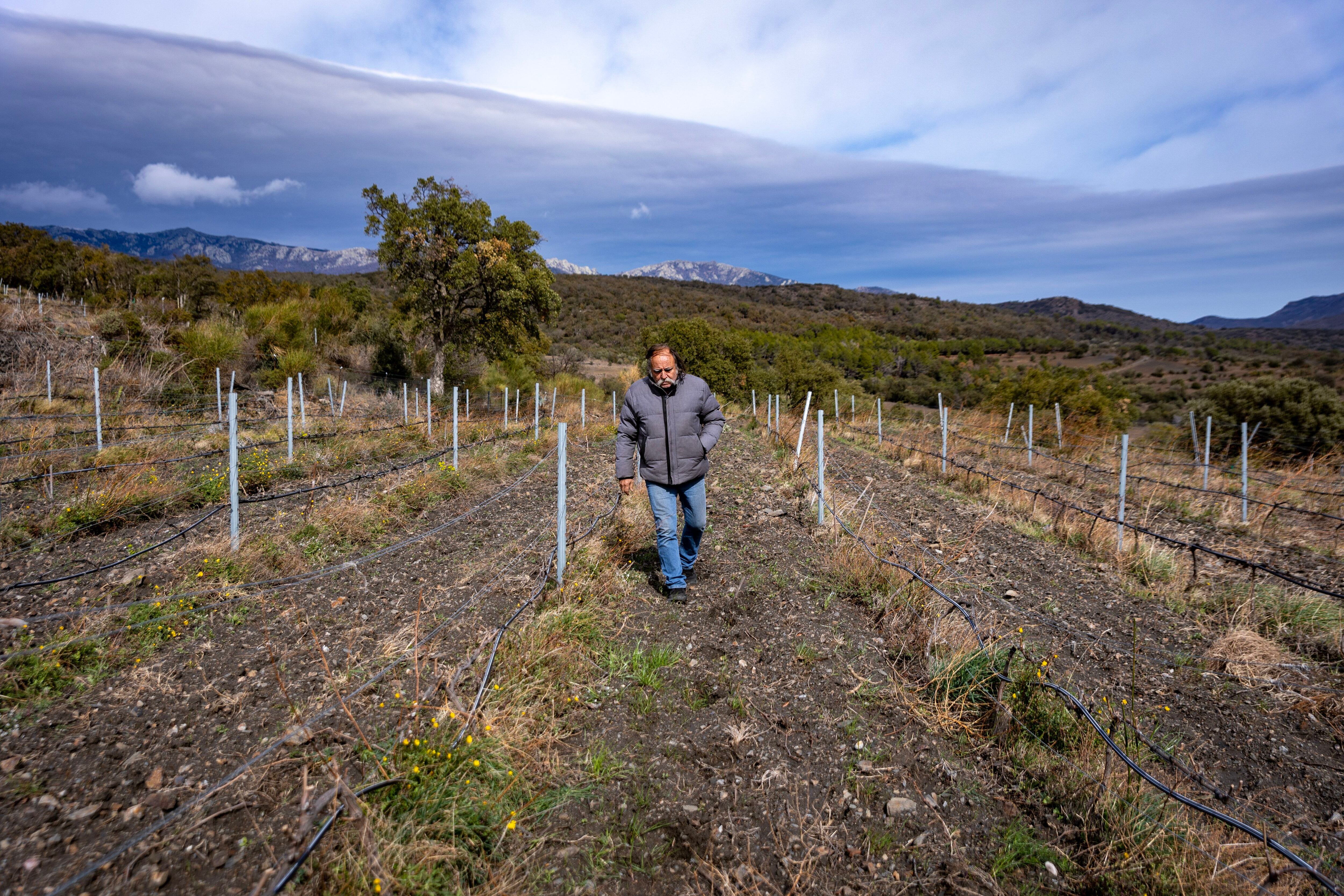 Carles Alonso pasea por sus viñas de variedades autóctonas como la cariñena y la garnacha, ubicadas a 200 m de altura en la comarca del Empordà. 