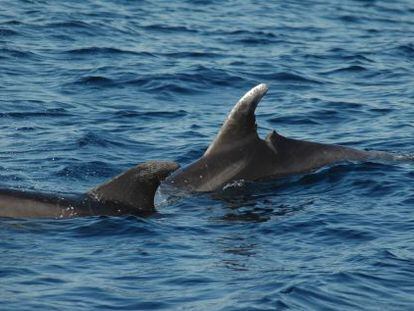 Delfines frente al Cabo de Creus, en Gerona.  