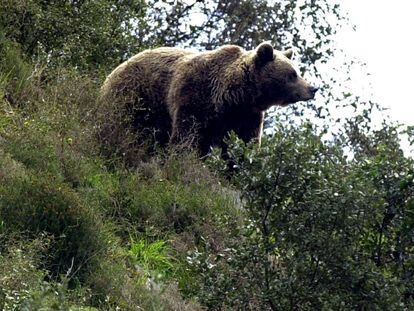 Ejemplar de oso pardo, en Asturias.
