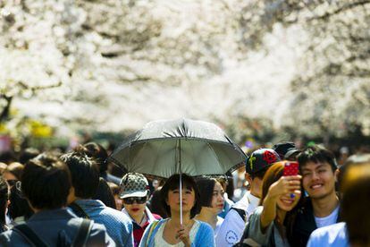 Una semana después el 'sakura' se encuentra en su momento de máximo apogeo en la capital y el sector turístico aprovecha el gran número de japoneses y extranjeros que se acercan para disfrutar del espectáculo natural. En la imagen, una multitud de personas disfrutan en el parque Ueno de Tokio (Japón).