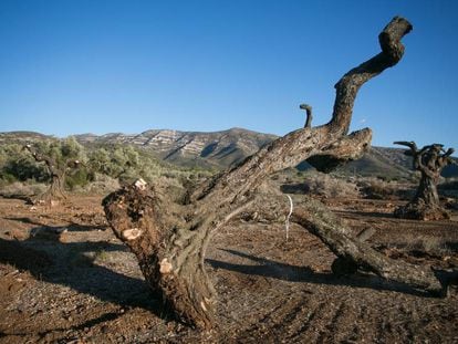 Extracción de olivos milenarios en Ulldecona, en 2018.