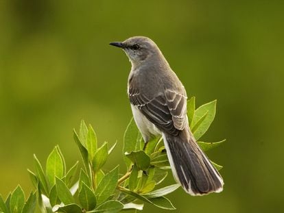 Las mujeres bulbul