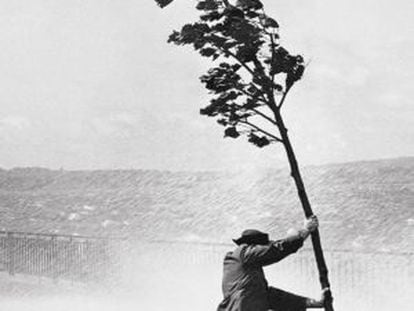 Un hombre sujeta un árbol durante un huracan en Brooklyn en el año 1954.