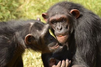 Dos de los chimpancés amigos del estudio.