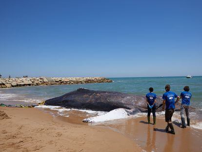 Imagen de la ballena varada en la costa de Tavernes de Valldigna.