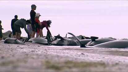 Algunas de las ballenas piloto muertas en la bahía.