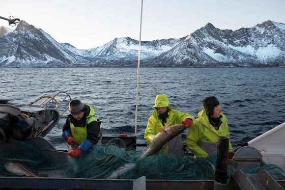 André Vikan (imagen de abajo, a la derecha) ha venido a bordo del Froymann con su tripulación desde Froya, al sur de Noruega, para pescar 200 toneladas de skrei, el pata negra de los bacalaos. La temporada del skrei dura desde enero hasta abril.
