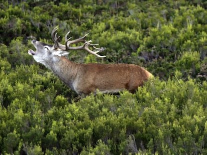 Un ciervo en el parque natural de Redes, en Asturias.