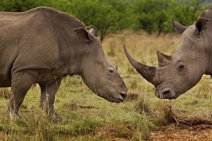 Imagen de la serie 'Las guerras de los rinocerontes', premiada en la categoría de 'Reportajes de Naturaleza'. La foto muestra a dos rinocerontes en el la reserva de Tugela, Colenso, Sudáfrica.