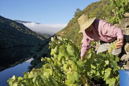 Vendimia en las laderas de la Ribeira Sacra.