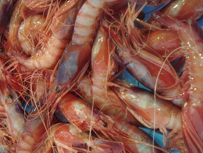 Gamba de Dénia, la reina roja