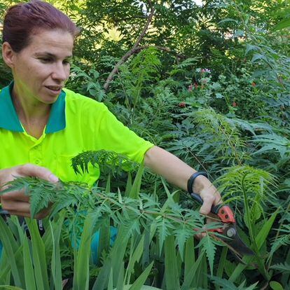 La jardinera Diana Mauri cuidando de las plantas.