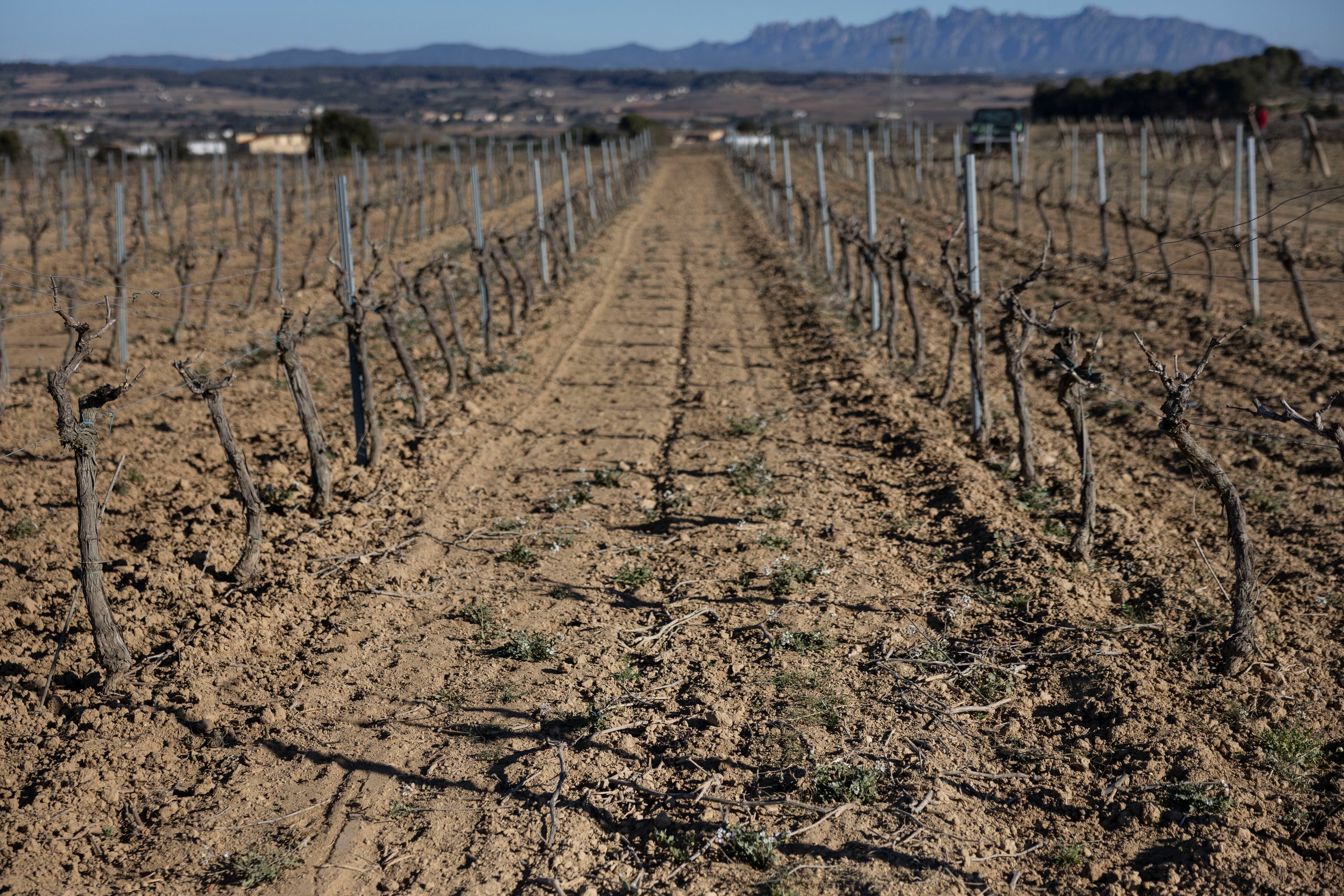 El Gobierno facilitará a los productores de cava acceder a uva no calificada tras el ERTE de Freixenet