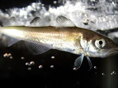 Bacalao polar (&#039;Boreogadus saida&#039;).