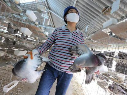 Un empleado de un criadero de palomas traslada unas palomas en Shang&aacute;i