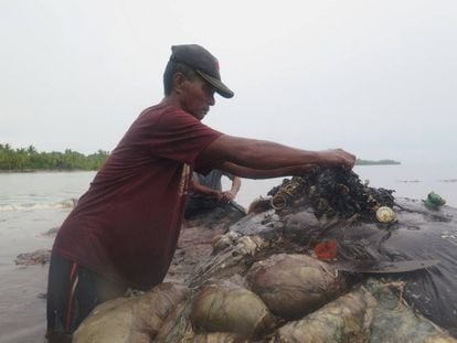 Un hombre retira este lunes trozos de plástico del cadáver de una ballena en el Parque Nacional Marino de Wakatobi (Indonesia).
