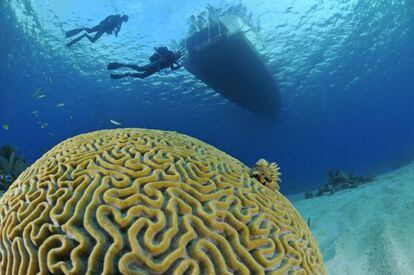 Un coral cerebro (&#039;Mussiidae&#039;) en las aguas de Mar&iacute;a la Gorda, en Cuba.