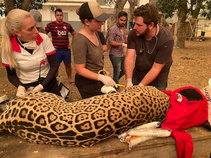 Un grupo de voluntarios cuidan a animales heridos por el fuego en el Pantanal, en Brasil.