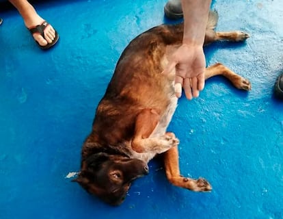 perro hermoso