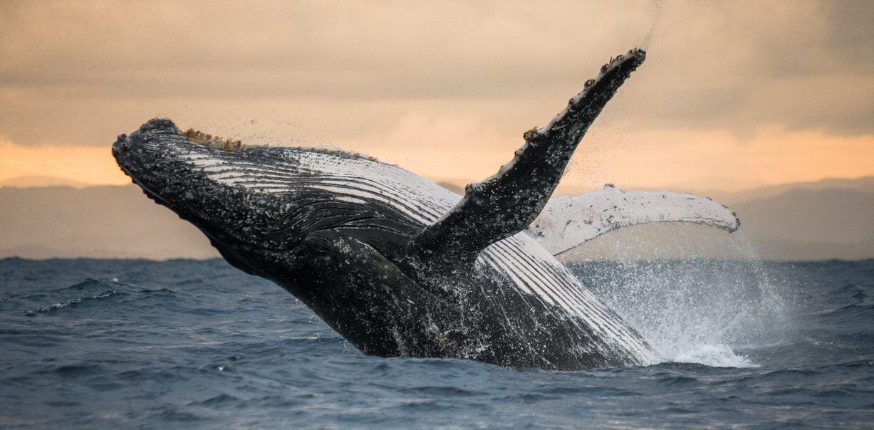FOTOGALERÍA | Un ejemplar de ballena jorobada emergiendo majestuosamente del agua. Abajo, en las profundidades, está la Cordillera Submarina de Salas, Gómez y Nasca. 